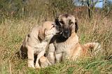 KANGAL 092